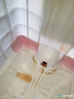 IBC Totes For Sale: Used 275 Gallon IBC Totes Non Food Grade - Rinsed In Georgia - image 3 IBC Totes For Sale: Used 275 Gallon IBC Totes Non Food Grade - Rinsed In Georgia - image 3