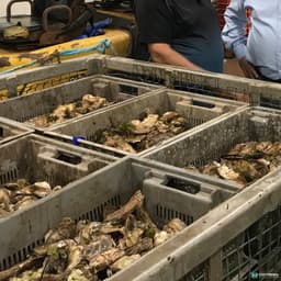 Stack & Nest Totes For Sale: New 24x16x8 Vented Stack and Nest Container Ontario In Ontario - image 3 Stack & Nest Totes For Sale: New 24x16x8 Vented Stack and Nest Container Ontario In Ontario - image 3